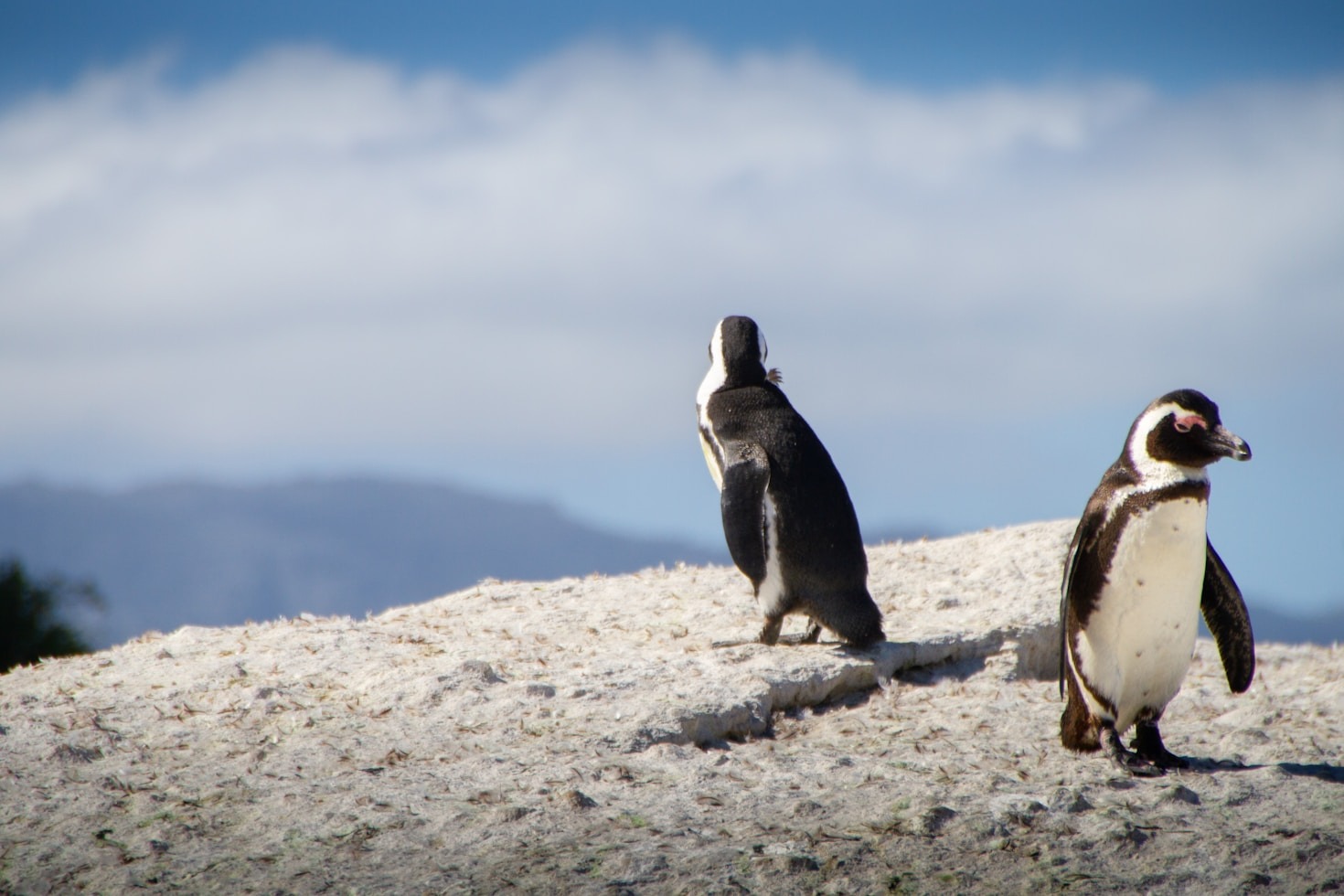 Top 10 Wildlife Photography Tips for Beginners