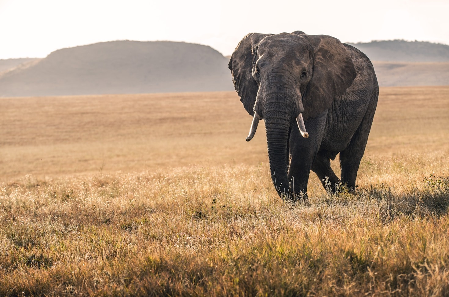 The Role of Technology in Modern Conservation
